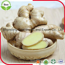 Spicy Matured Fresh Ginger and Garlic